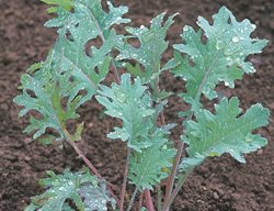 Red Russian Kale, Space Saving Edibles
Johnny's Selected Seeds
