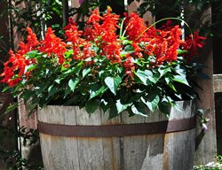 Red Salvia, Salvia Container
Dreamstime
