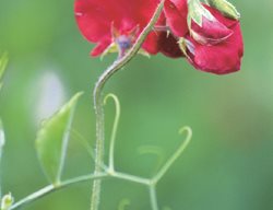 Red Spencer, Tendrils
Garden Design
Calimesa, CA
