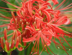 Red Spider Lily, Lycoris Radiata
Creative Commons

