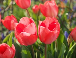 Red Tulips, Spring Flowers
Creative Commons
