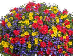 Red Yellow Blue Hanging Basket, Complex Color Design
Proven Winners
Sycamore, IL