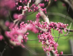 Redbud Tree, Redbud Branch, Pink Blossoms
Garden Design
Calimesa, CA