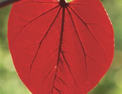 Redbud Tree, Redbud Leaf
Garden Design
Calimesa, CA