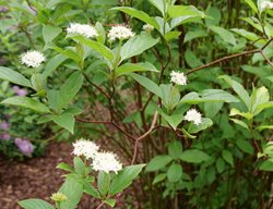 Redtwig Dogwood, Cornus Stolonifera
Proven Winners
Sycamore, IL