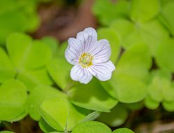 Redwood Sorrel, Oxalis Oregana
Shutterstock.com
New York, NY