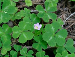 Redwood Sorrel, Oxalis Oregana
Shutterstock.com
New York, NY