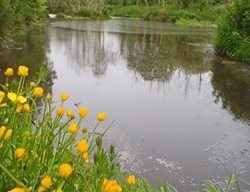  Reed-Bed Water Filtration 
Garden Design
Calimesa, CA