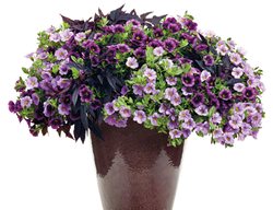 Refresh Container Gardens For Spring
Garden Design
Calimesa, CA