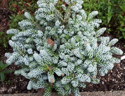 Refresh Containers 
Garden Design
Calimesa, CA
