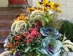 Refresh Containers
Garden Design
Calimesa, CA