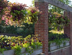 Regenstein Fruit & Vegetable Garden
Chicago Botanic Garden
Glencoe, IL