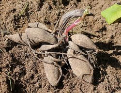 Remove Tender Perennials
Garden Design
Calimesa, CA