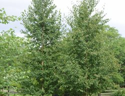 Renaissance Reflection, Paper Birch
Millette Photomedia
