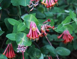 Repeat Blooming Honeysuckle, Blanche Sandman
Shutterstock.com
New York, NY