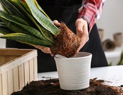 Repotting Houseplant
Shutterstock.com
New York, NY