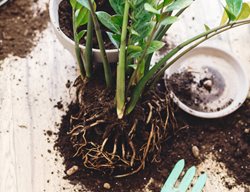 Repotting Zz Plant, Potting Houseplant
Shutterstock.com
New York, NY