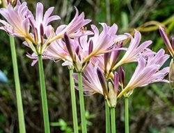 Resurrection Lily, Lycoris Squamigera
Shutterstock.com
New York, NY