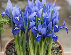 Reticulated Iris, Iris Reticulata
Shutterstock.com
New York, NY