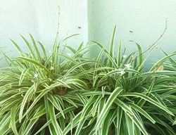 Reverse Variegated Spider Plant, Chlorophytum Comosum 'reverse Variegatum'
Shutterstock.com
New York, NY