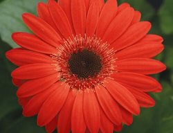 Revolution Red Gerbera Daisy, Red With Dark Eye Flower
Proven Winners
Sycamore, IL