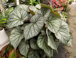 Rhizomatous Begonia, Begonia Leaves
Shutterstock.com
New York, NY