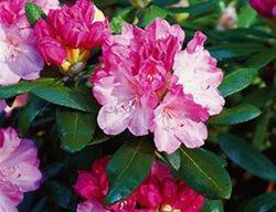 Rhododendron Degronianum Ssp Yakushimanu
Rhododendron Species Botanical Garden
Federal Way, WA