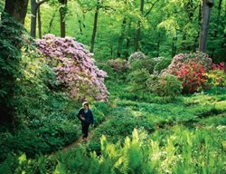 Rhododendron
Garden Design
Calimesa, CA