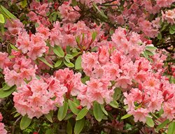 Rhododendron, Pink Flowers, Flowering Shrub
Garden Design
Calimesa, CA