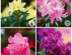 Rhododendron Species Botanical Garden
Federal Way, WA