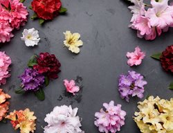 Rhododendrons
Garden Design
Calimesa, CA