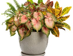 Rhymes Container Recipe, Tropical Plants In Pot
Proven Winners
Sycamore, IL