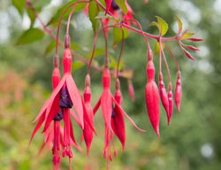 Riccartonii Fuchsia, Fuchsia Magellanica
Shutterstock.com
New York, NY