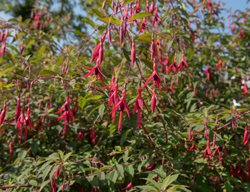 Riccartonii Hardy Fuchsia, Hummingbird Flower, Hardy Fuchsia
Shutterstock.com
New York, NY