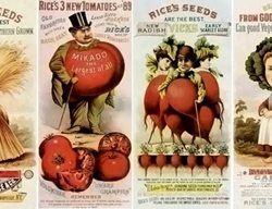 Rice Seed Co
Garden Design
Calimesa, CA