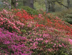 Richmond Park
Garden Design
Calimesa, CA
