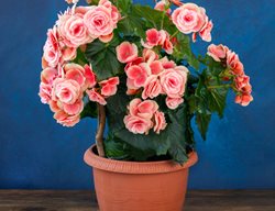 Rieger Begonia Houseplant, Flowering Begonia
Shutterstock.com
New York, NY