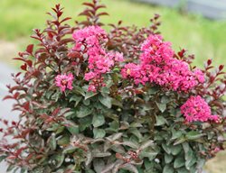Rikki Tikki Pink Crape Myrtle, Lagerstroemia Indica, Dwarf Crape Myrtle
Proven Winners
Sycamore, IL