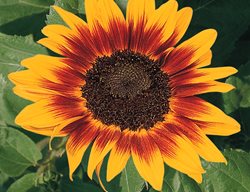 Ring Of Fire Sunflower, Bicolor Sunflower
All-America Selections
Downers Grove, IL