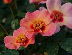 Ringo All-Star Rose, Single Rose
Proven Winners
Sycamore, IL