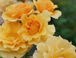 Rise Up Amberness Rose, Amberness Rosa
Proven Winners
Sycamore, IL