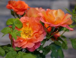Rise Up Emberays Climbing Rose, Orange Climbing Rose
Proven Winners
Sycamore, IL