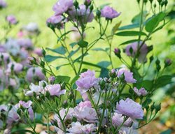 Rise Up Lilac Days Rose Buds, Rise Up Rosa
Proven Winners
Sycamore, IL