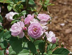 Rise Up Lilac Days Rose, Lilac Roses
Proven Winners
Sycamore, IL