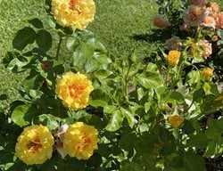 Rise Up Ringo Rose Plant, Yellow Roses
Proven Winners
Sycamore, IL