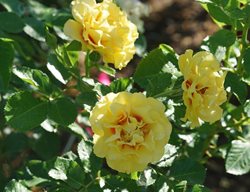 Rise Up Ringo Rose, Yellow Climbing Rose
Proven Winners
Sycamore, IL