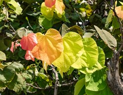Rising Sun Eastern Redbud Leaves
Shutterstock.com
New York, NY