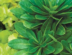  Robb’s Spurge, Euphorbia Amygdaloides Var. Robbiae
Garden Design
Calimesa, CA