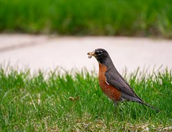 Robin With Grub
Shutterstock.com
New York, NY