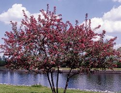 Robinson Crabapple Tree, Malus 'robinson'
Millette Photomedia
